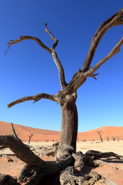 Namib Çölü Deadvlei ve Sossusvlei Namibya