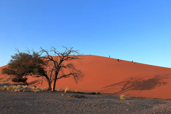 De Namib woestijn met de Deadvlei en Sossusvlei in Namibië — Stockfoto
