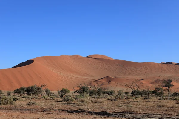 Na pustyni Namib z Deadvlei i Sossusvlei w Namibii — Zdjęcie stockowe