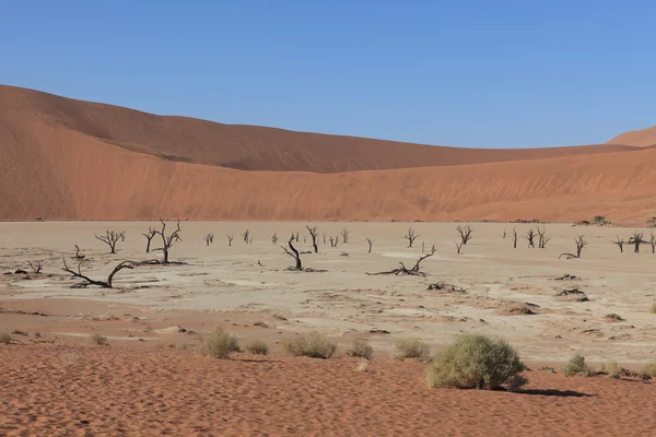 Deadvlei와 Sossusvlei 나미비아에서 나 미 브 사막 — 스톡 사진