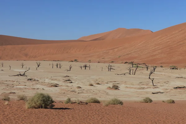 与 Deadvlei 和苏斯在纳米比亚纳米布沙漠 — 图库照片