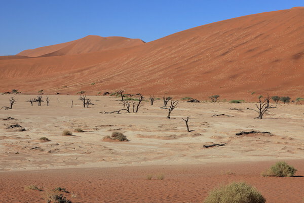 The Namib desert with the Deadvlei and Sossusvlei in Namibia