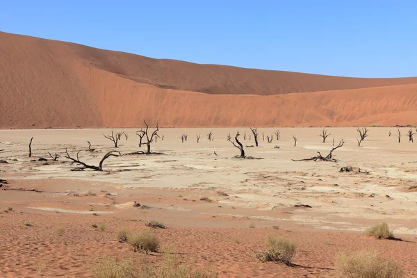 与 Deadvlei 和苏斯在纳米比亚纳米布沙漠 — 图库照片