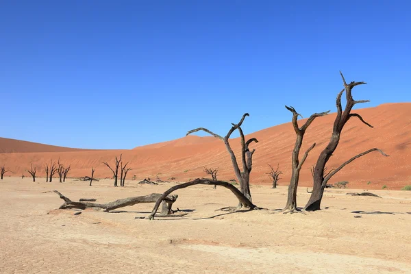 The Namib desert with the Deadvlei and Sossusvlei in Namibia — Stock Photo, Image