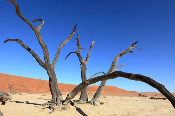 Il deserto del Namib con i Deadvlei e i Sossusvlei in Namibia — Foto Stock