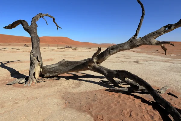 The Namib desert with the Deadvlei and Sossusvlei in Namibia — Stock Photo, Image