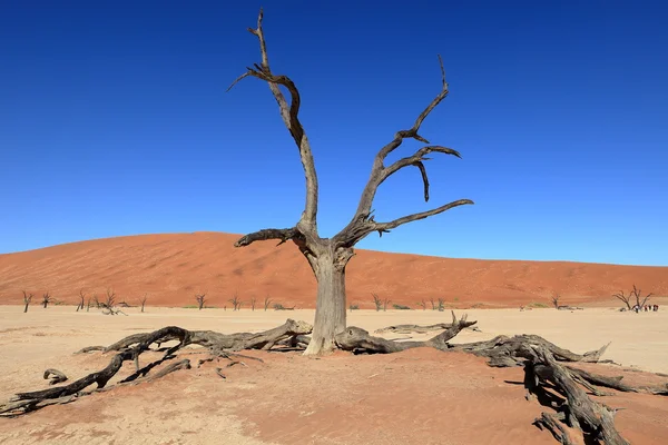 Il deserto del Namib con i Deadvlei e i Sossusvlei in Namibia — Foto Stock