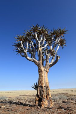 Namibya 'da titrek ağaçlar