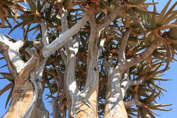 Frissons en namibie — Photo
