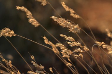Namibya Afrika savana