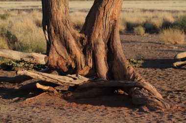 Namib Çölü Deadvlei ve Sossusvlei Namibya