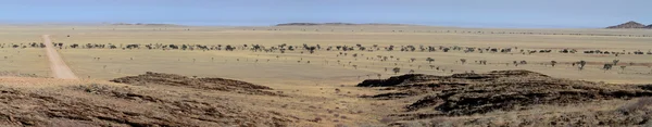 Саванна Намибии в Африке — стоковое фото