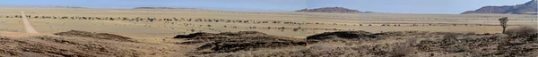 The savanna of Namibia in Africa — Stock Photo, Image