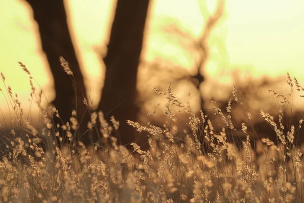 A savana da Namíbia na África — Fotografia de Stock