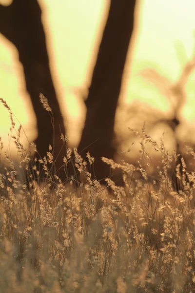 A savana da Namíbia na África — Fotografia de Stock