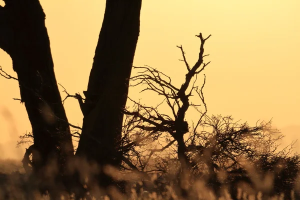 Die savanne namibiens in afrika — Stockfoto