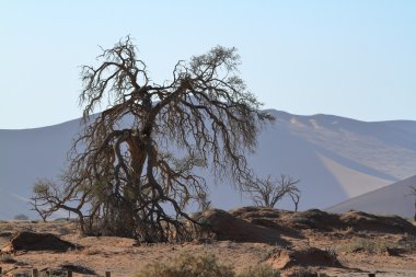 Namib Çölü Deadvlei ve Sossusvlei Namibya