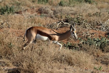 Springbok Namibya