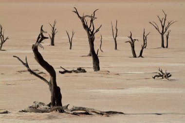 Namib Çölü Deadvlei ve Sossusvlei Namibya