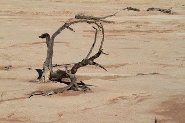 Namib Çölü Deadvlei ve Sossusvlei Namibya