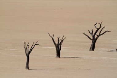 Namib Çölü Deadvlei ve Sossusvlei Namibya
