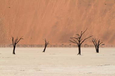 Namib Çölü Deadvlei ve Sossusvlei Namibya