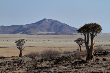 Namibya Afrika savana