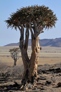 Namibya 'da titrek ağaçlar