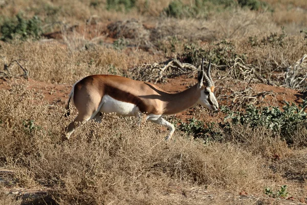 Springbok en Namibia — Foto de Stock