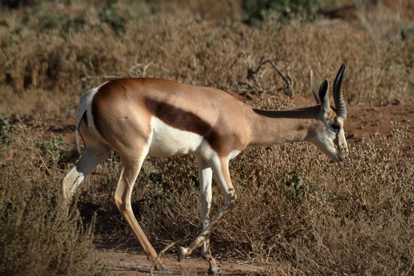 Antilope saltante in Namibia — Foto Stock