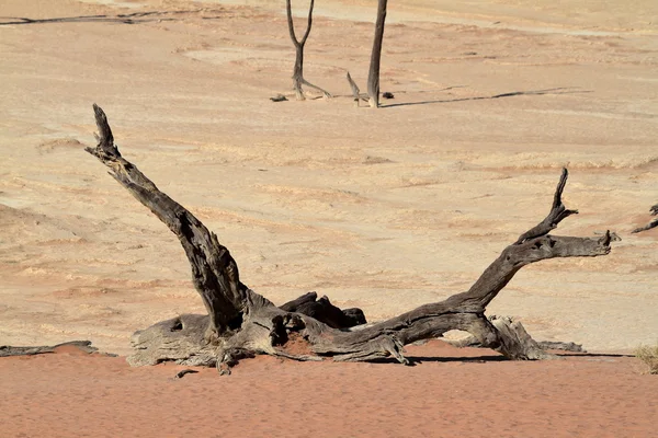 与 Deadvlei 和苏斯在纳米比亚纳米布沙漠 — 图库照片