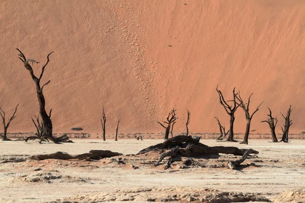 Le désert namibien avec les Deadvlei et Sossusvlei en Namibie — Photo