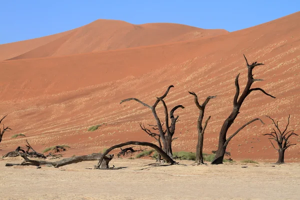 与 Deadvlei 和苏斯在纳米比亚纳米布沙漠 — 图库照片