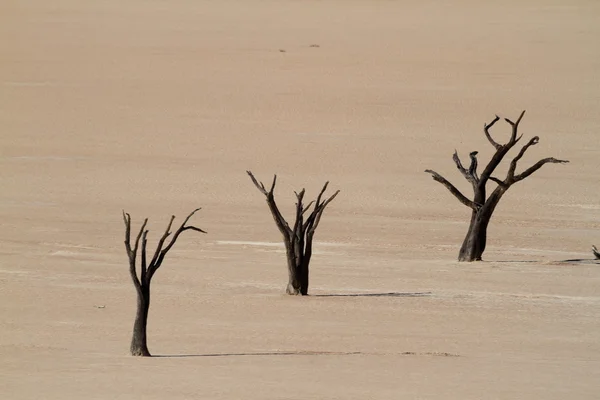 The Namib desert with the Deadvlei and Sossusvlei in Namibia — Stock Photo, Image