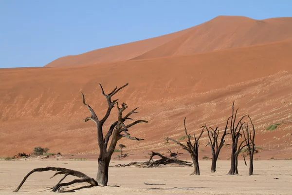 O deserto da Namíbia com o Deadvlei e Sossusvlei na Namíbia — Fotografia de Stock