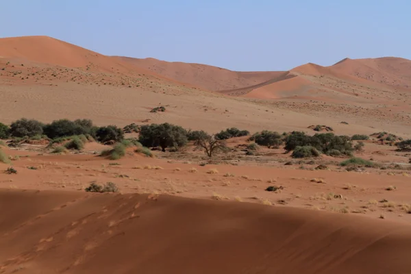 与 Deadvlei 和苏斯在纳米比亚纳米布沙漠 — 图库照片