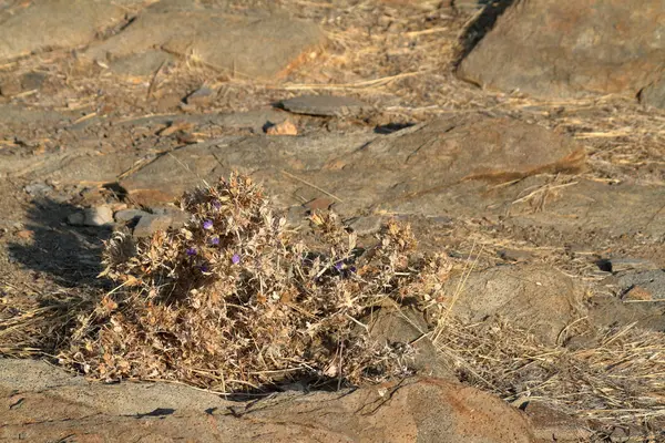 Blumen in der Wüste Namibia — Stockfoto