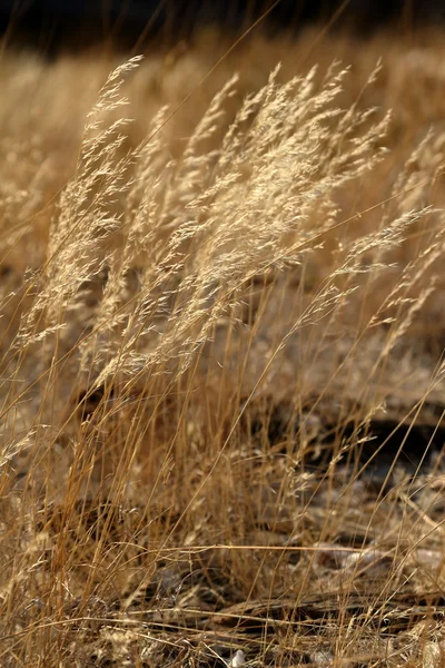 Die savanne namibiens in afrika — Stockfoto