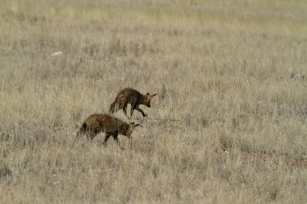 Bat uszami Lisa w sawanny Namibii — Zdjęcie stockowe