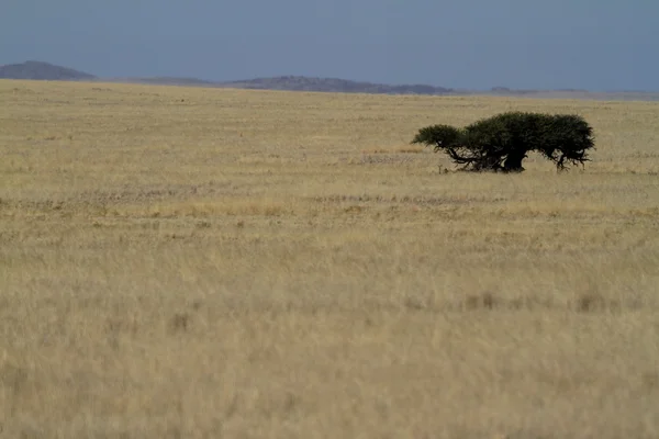 A savana da Namíbia na África — Fotografia de Stock