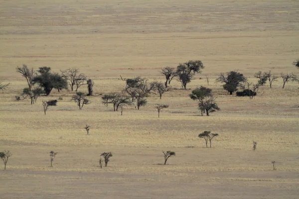 Savany Namibie v Africe — Stock fotografie