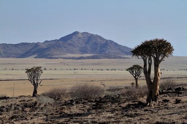 The savanna of Namibia in Africa — Stock Photo, Image