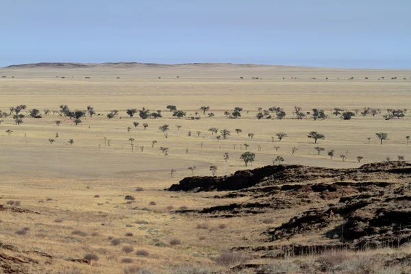 A savana da Namíbia na África — Fotografia de Stock