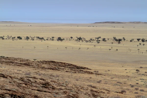 Savany Namibie v Africe — Stock fotografie