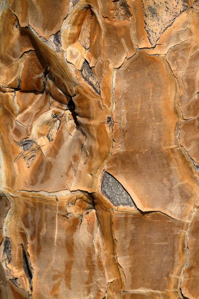 Kůra ze stromu toulec — Stock fotografie