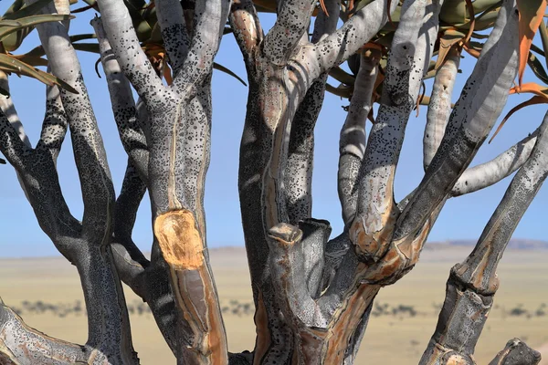 Quiver trees in Namibia — Stock Photo, Image