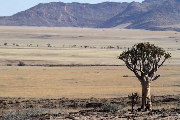 Quiver trees in Namibia — Stock Photo, Image