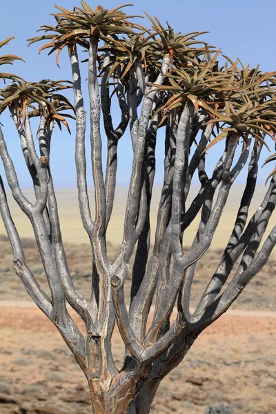 Quiver trees in Namibia — Stock Photo, Image