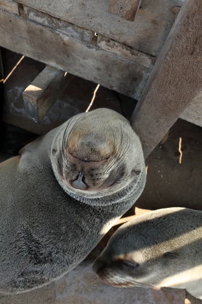 Colonia de focas en la cruz del cabo en Namibia —  Fotos de Stock