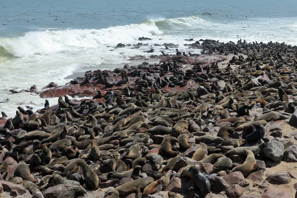 Colônia de focas na cruz de cabo na Namíbia — Fotografia de Stock